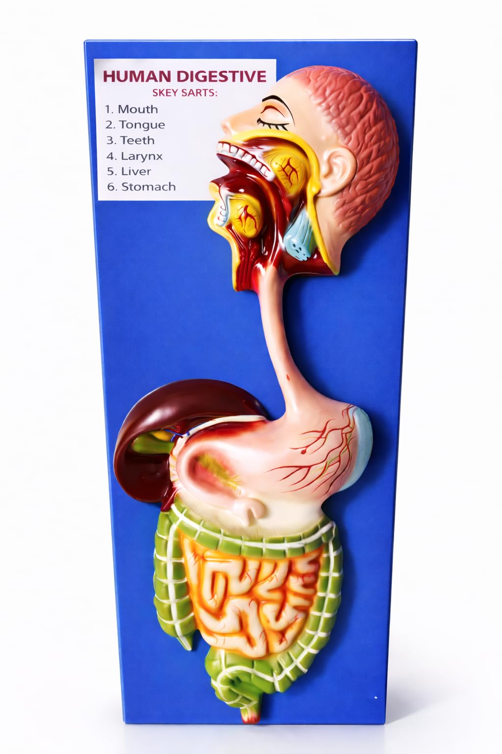 Human Digestive System Model on Board | Anatomy Teaching Aid | Labeled Parts-image-20