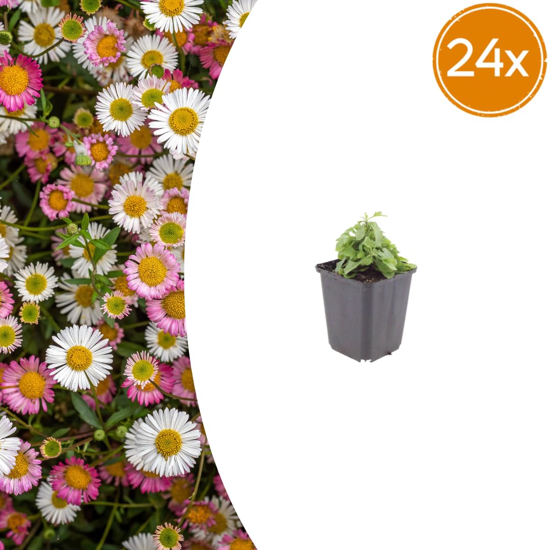Erigeron Karvinskianus, Margaritas Exterior Rosas, Pack de 24, 10-25 cm