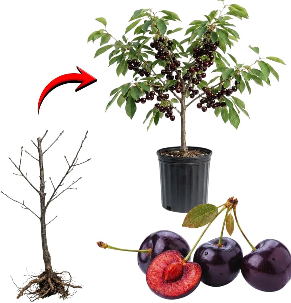 2 Black Cherry Trees Live Plants Bare Roots, Sweet Cherry Fruit Tree Plant for Gardening Outdoor, 1 to 1.5 FeetTall