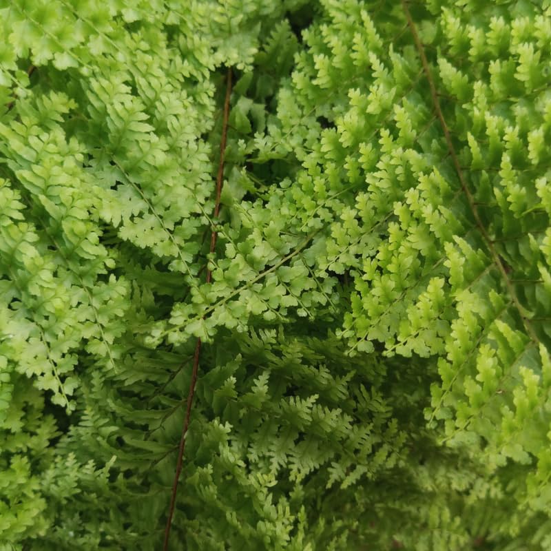 10 Maidenhair Ferns Live Plants Outdoor, Well-Rooted Rhizome Starters, Cold-Hardy Shade Plant for Home Landscapes and Large Pots