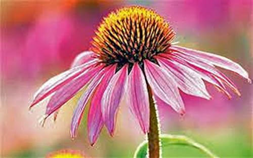 Miniatura 2 de Coneflowers moradas más de 100 semillas, hermosas flores moradas