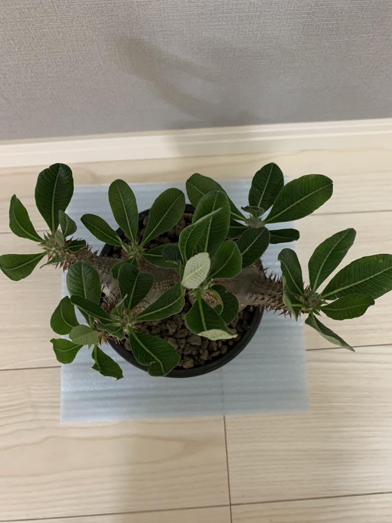 ホロンベンセ 現地球 発根済 塊根植物 ダブルヘッド 2頭 Amazon.co.jp: ホロンベンセ 現地球 発根済 塊根植物 ダブル
