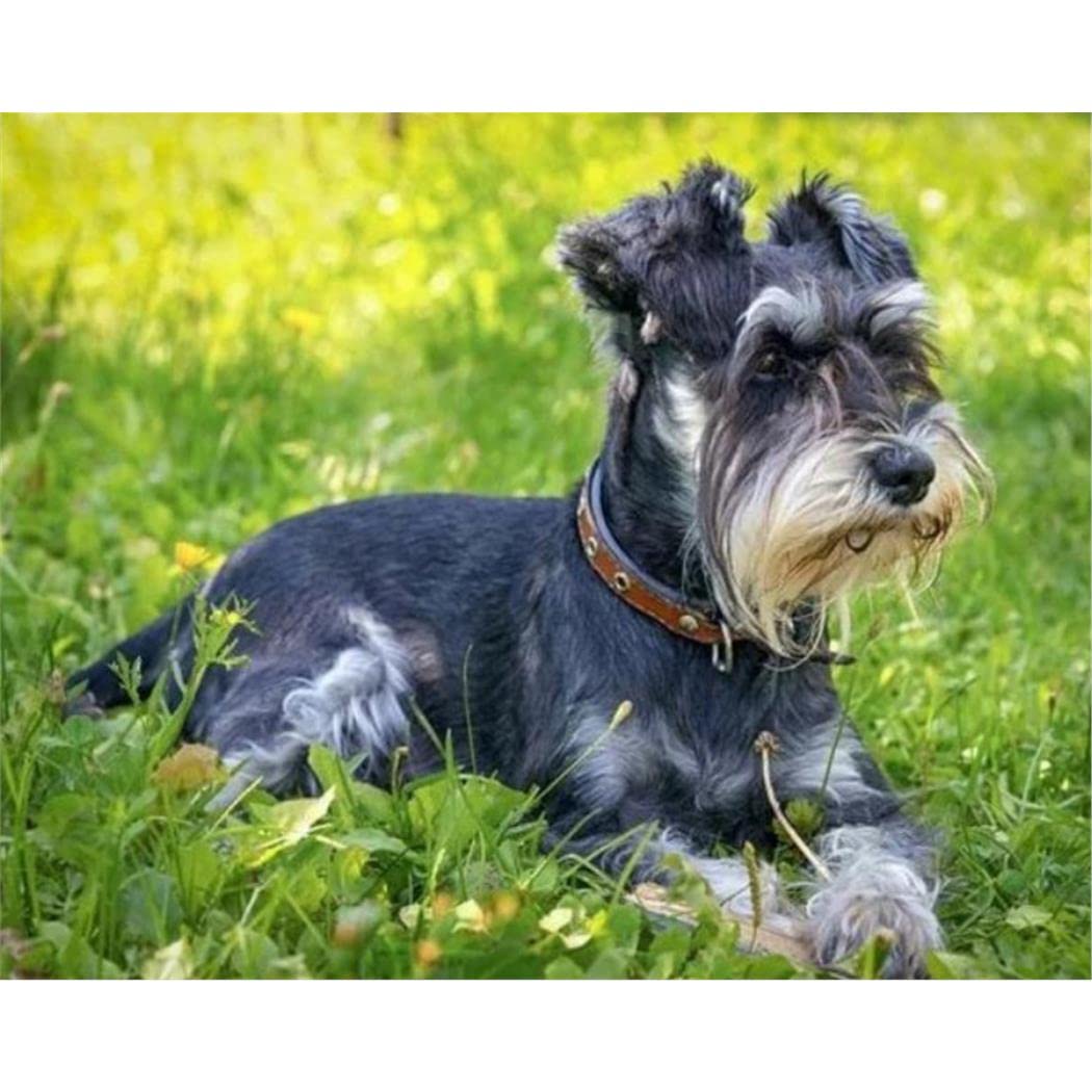 YSCOLOR DIY 5D Diamond Painting Schnauzer Dog Full Drill Round Embroidery Diamond Round 3D Diamond Mosaic Rhinestones Art 30x40cm/11.8x15.8inch