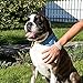 Hundehalstuch mit Halsband und Freundschaftsarmband von Pettsie, Verstellbare Größen S, M, und L, Abnehmbares Bandana Tuch, Inklusive, Hundeliebhaber, M, Blau