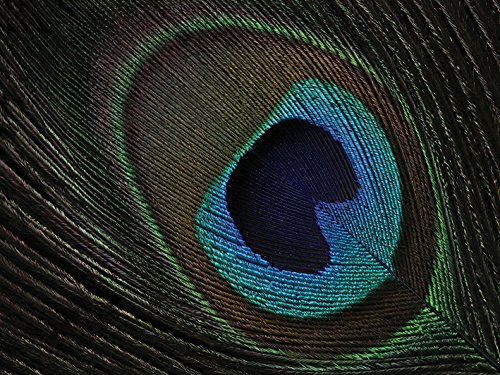 Toile imprimée Peacock Feather Eye 60x80 cm pour une chambre apaisante