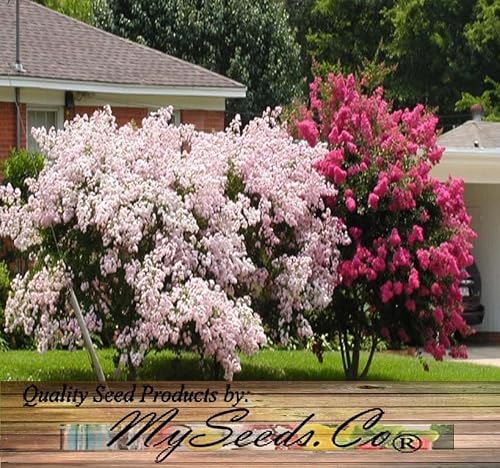 Lagerstroemia Indica, Mixed (Crape Myrtle, Common Crapemyrtle) Tree Seeds, Showy Flowers, Attractive Bark, Seeds by MySeeds.Co, You Choose The Amount (0.5 oz)