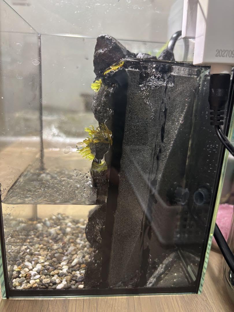 Amazon.co.jp: アクアテラリウム 滝 15センチ水槽 : ペット用品