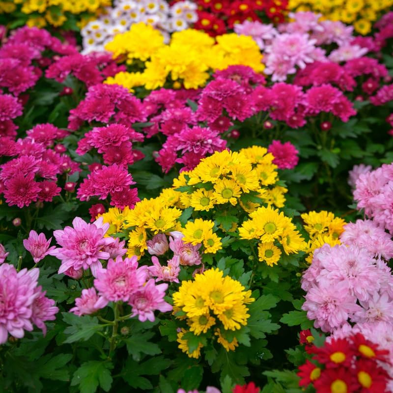 4 Mix Chrysanthemum Plants Garden Mums Plants Live Size 3 to 6 Inch Perennial Assorted Colorful Chrysanthemum Plant