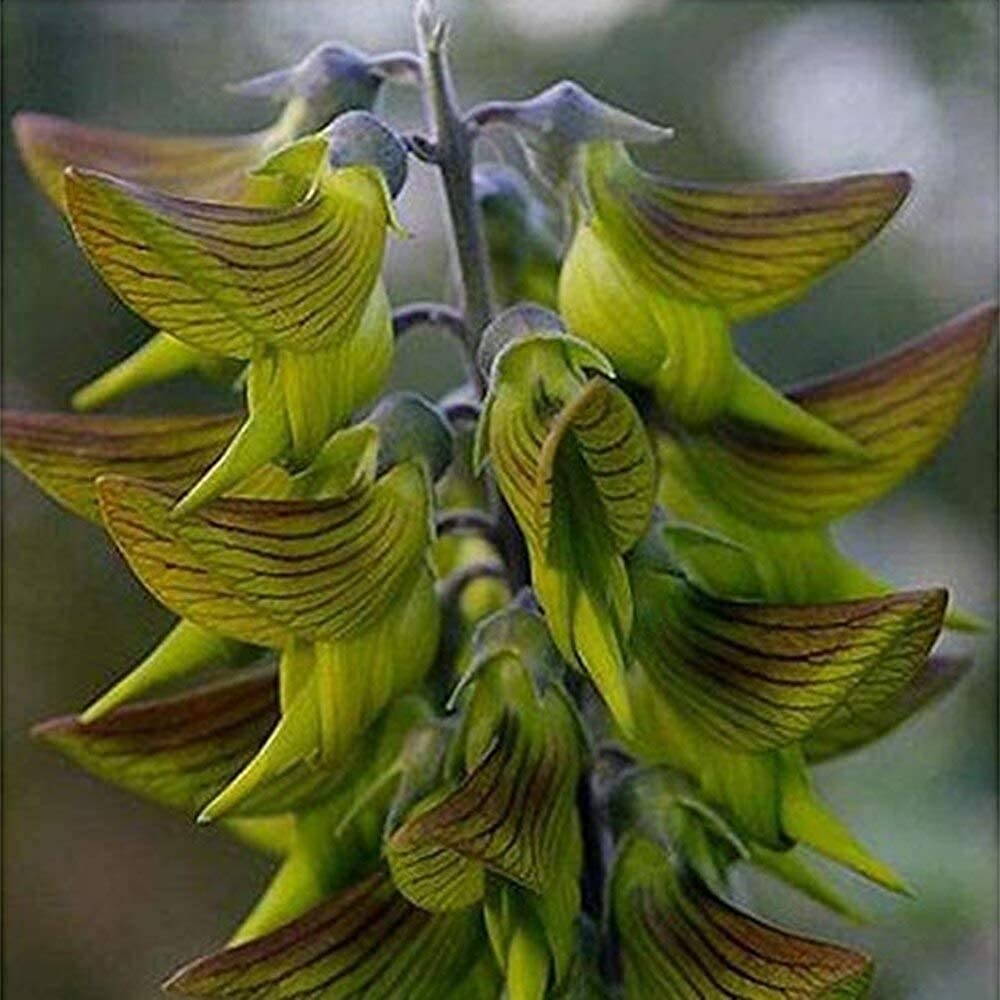 Crotalaria Cunninghamii Green Bird Flower Eazy to Grow Birdflower Seeds  Pack of 20 : Amazon.de: Garden