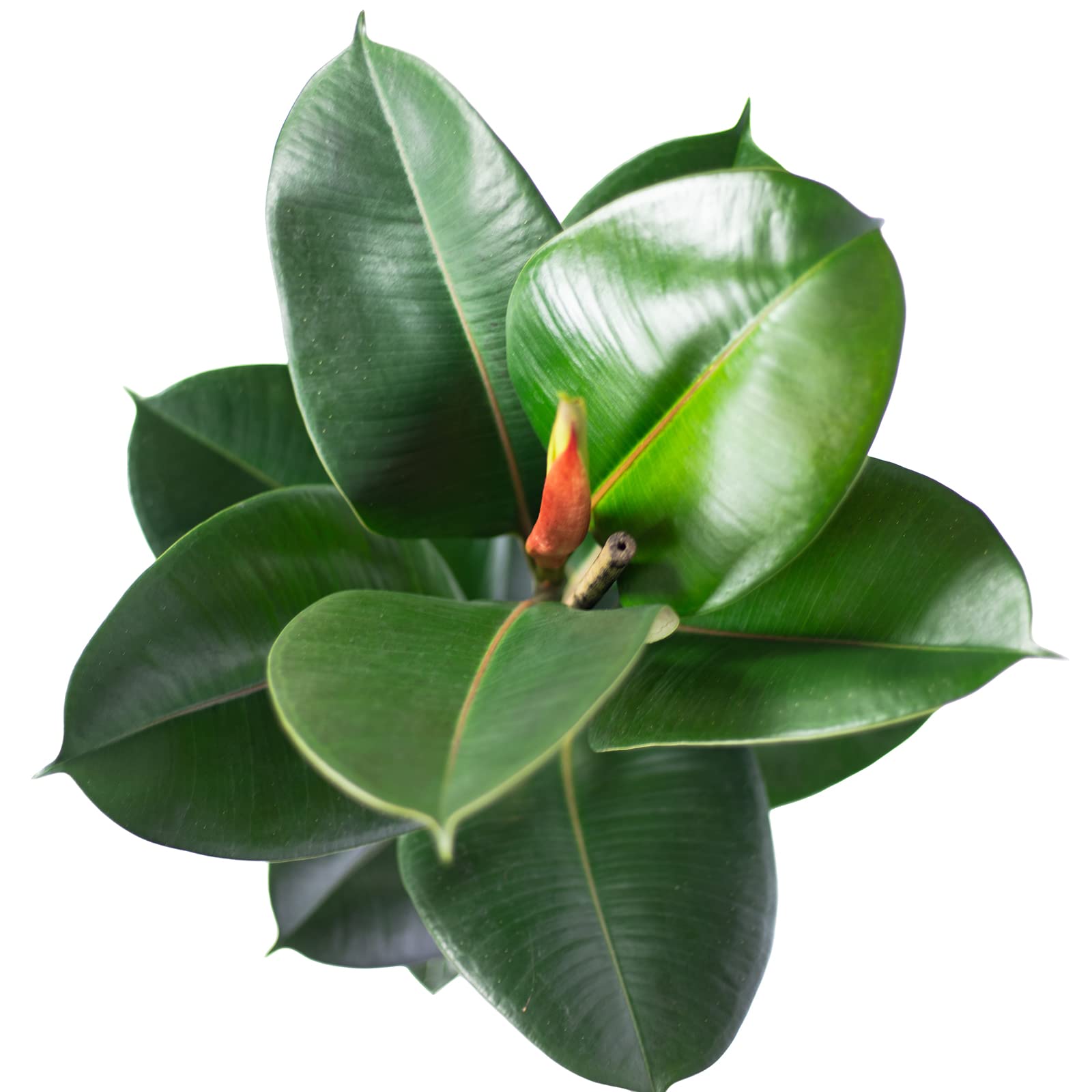 Gummibaum - pflegeleichte Zimmerpflanze, Ficus elastica 'Robusta' - Höhe ca. 70 cm, Topf-Ø 21 cm