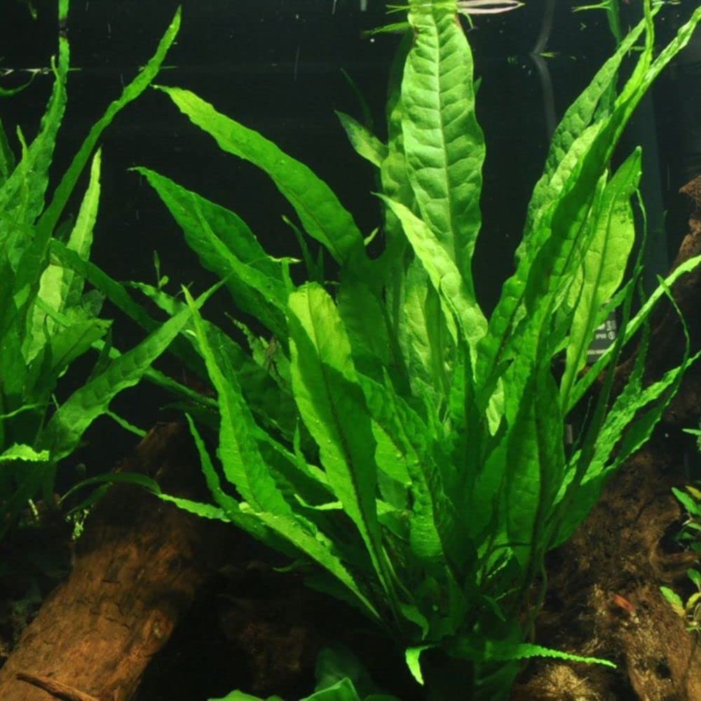 AquaOne Aquarium Pflanze 3 Stück Microsorum pteropus I Wasserpflanze Aquariumpflanze Wurzelstock/Rhizom voll durchwurzelt einfach pflegeleicht Aquascaping Dekoration