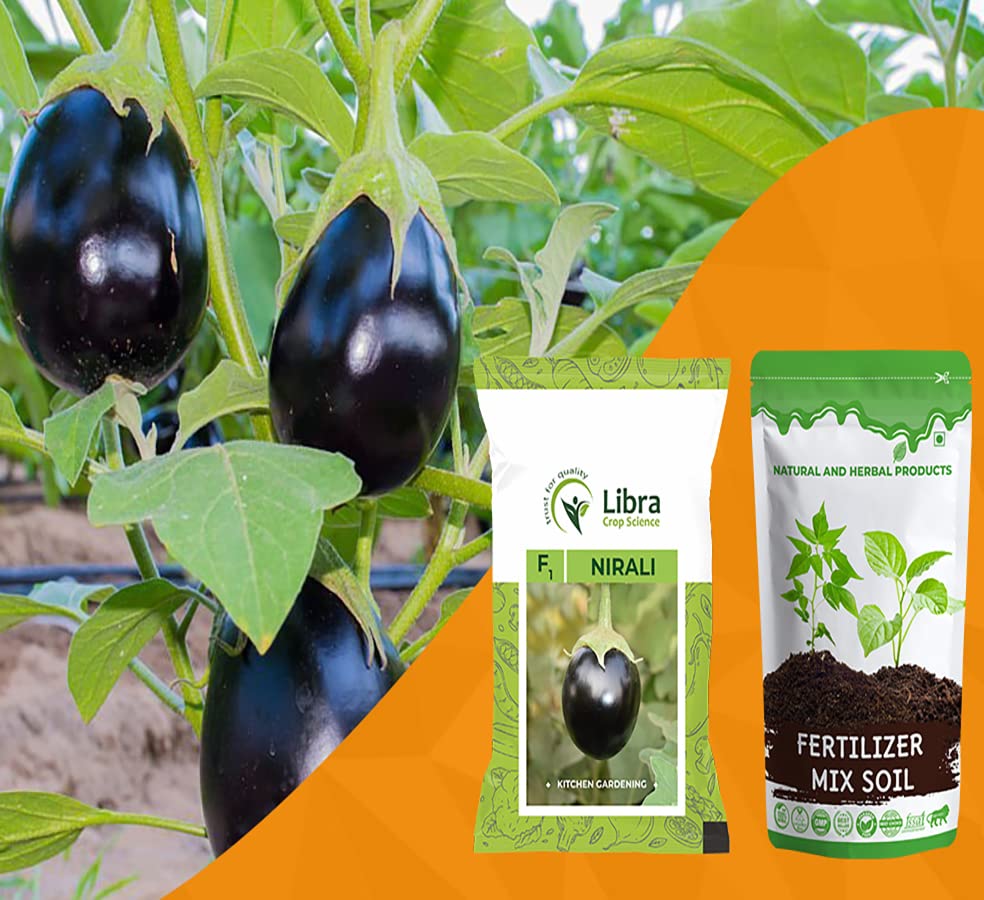 Black Brinjal Seeds for Farming | Home | Garden | Vegetable | Kitchen | Hybrid | Planting | Terrace | Balcony | Eating | Eggplant | Aubergine | Eggplant | Bringle | Ringan | Baingan : 423 Seed