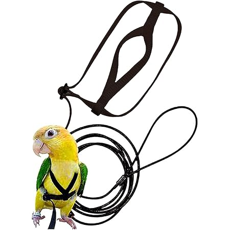bird harnesses and leashes