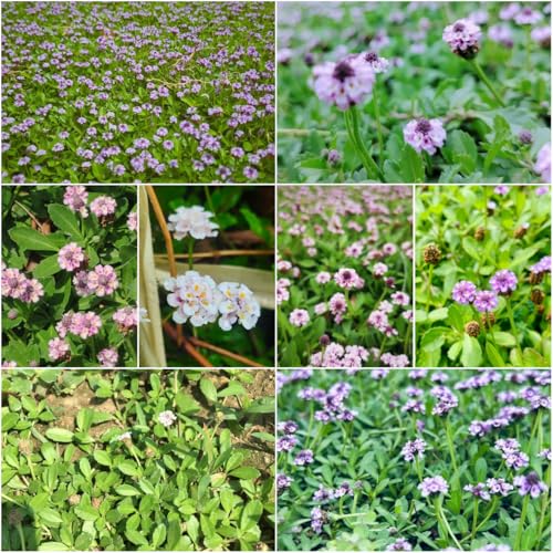 Verbena de alfombra - semillas de interior semillas prado exóticas jardín en jardín interior silvestres perennes resistentes 125pcs