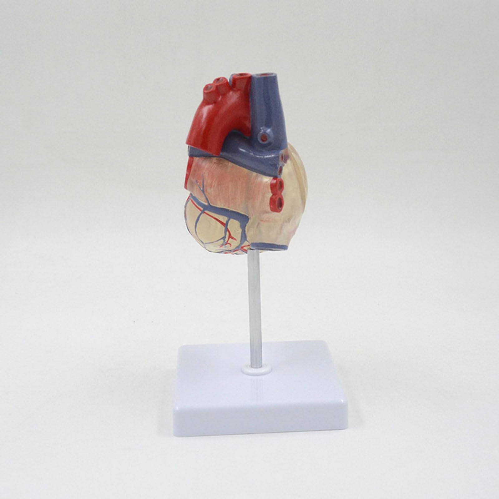 Modelo anatómico de corazón Humano Transparente de tamaño Natural, órganos anatómicos Desmontables, Sistema circulatorio, Suministros y Equipos médicos