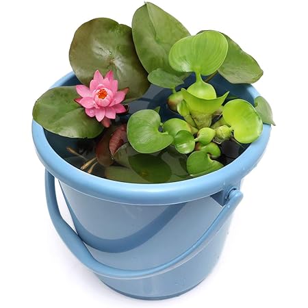 クライマックスセール再値下げ ビオトープ めだか はじめてのハス栽培セット 多頭蓮 陶鉢４４０ ヒメダカ 浮き草 他 説明書付 本州四国限定 肌触りがいい Gdpcambodia Org