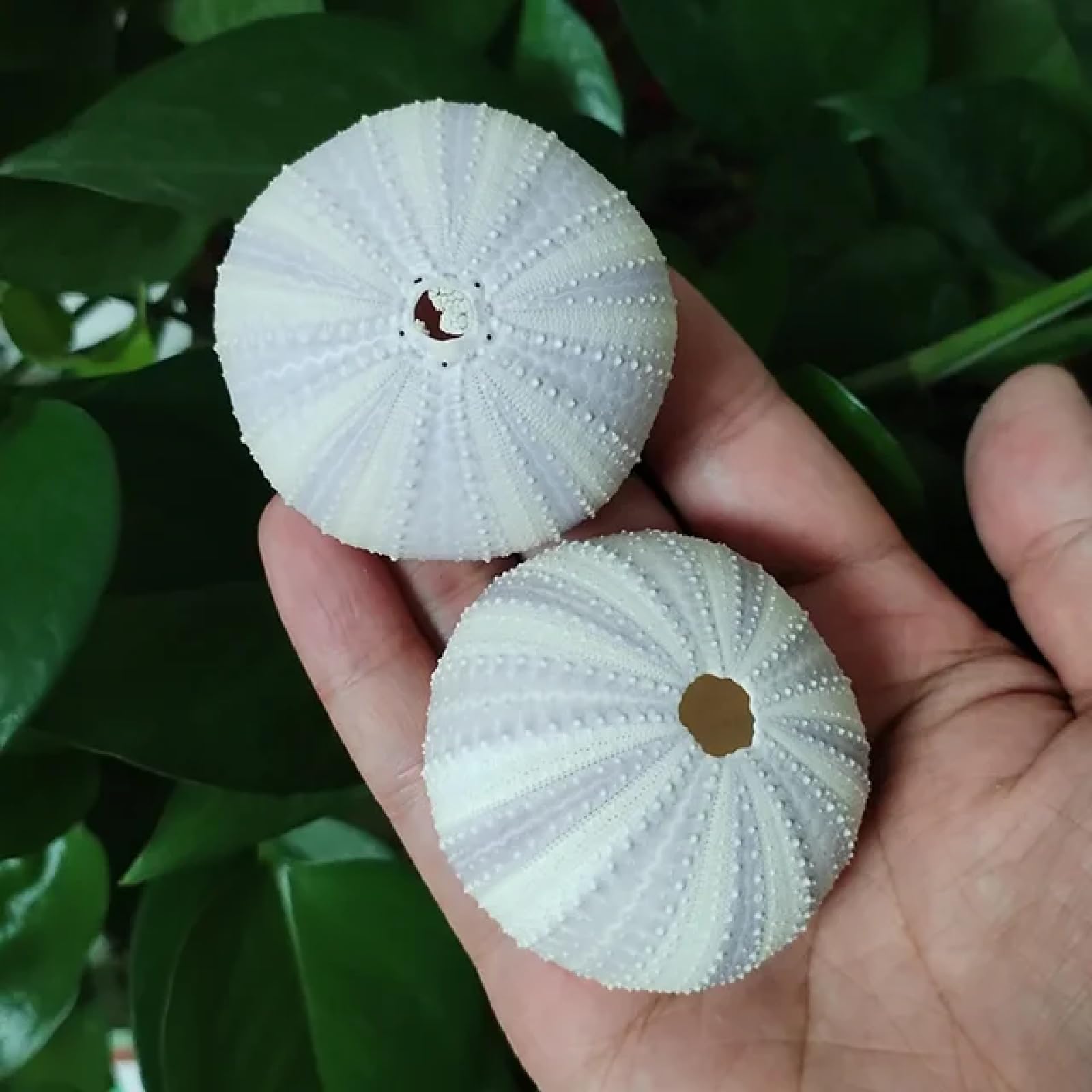 Conchiglie di tromba per decorazione, 2 pezzi di ricci di mare naturali misti conchiglie di ordito colorate per piante, decorazioni artigianali 4-6 cm