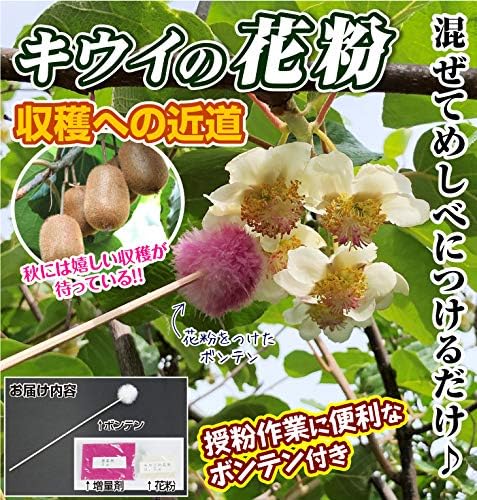 Amazon 国華園 果樹苗 果樹資材 キウイの花粉 ボンテン 1組 21年春商品 果物
