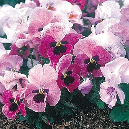 Amazon タキイ種苗 パンジーf1 ナチュレエッセンス アリエス 花