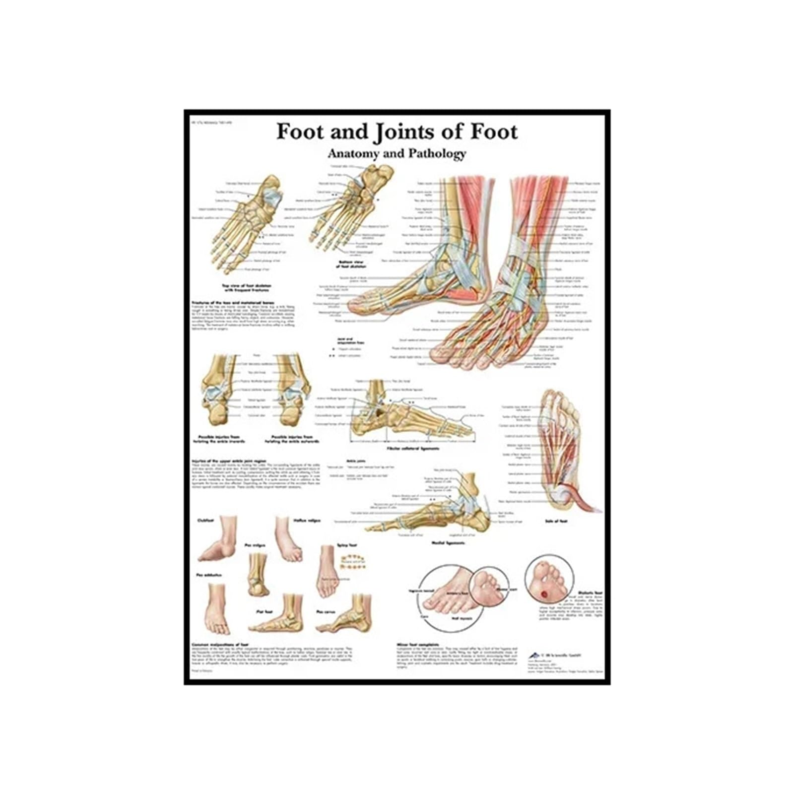 1 Szt. Anatomia Człowieka Wall Art Szkielet Mięśnia Sercowego Wydruki Na Płótnie Do Wystroju Domowego Szpitala