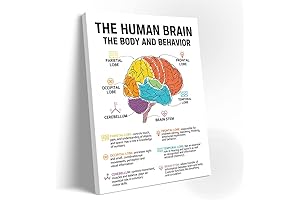 The Human Brain in Focus: A Visual Guide to Psychology
