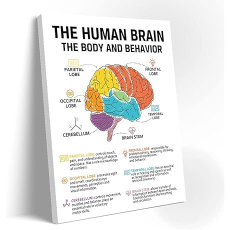 The Human Brain in Focus: A Visual Guide to Psychology