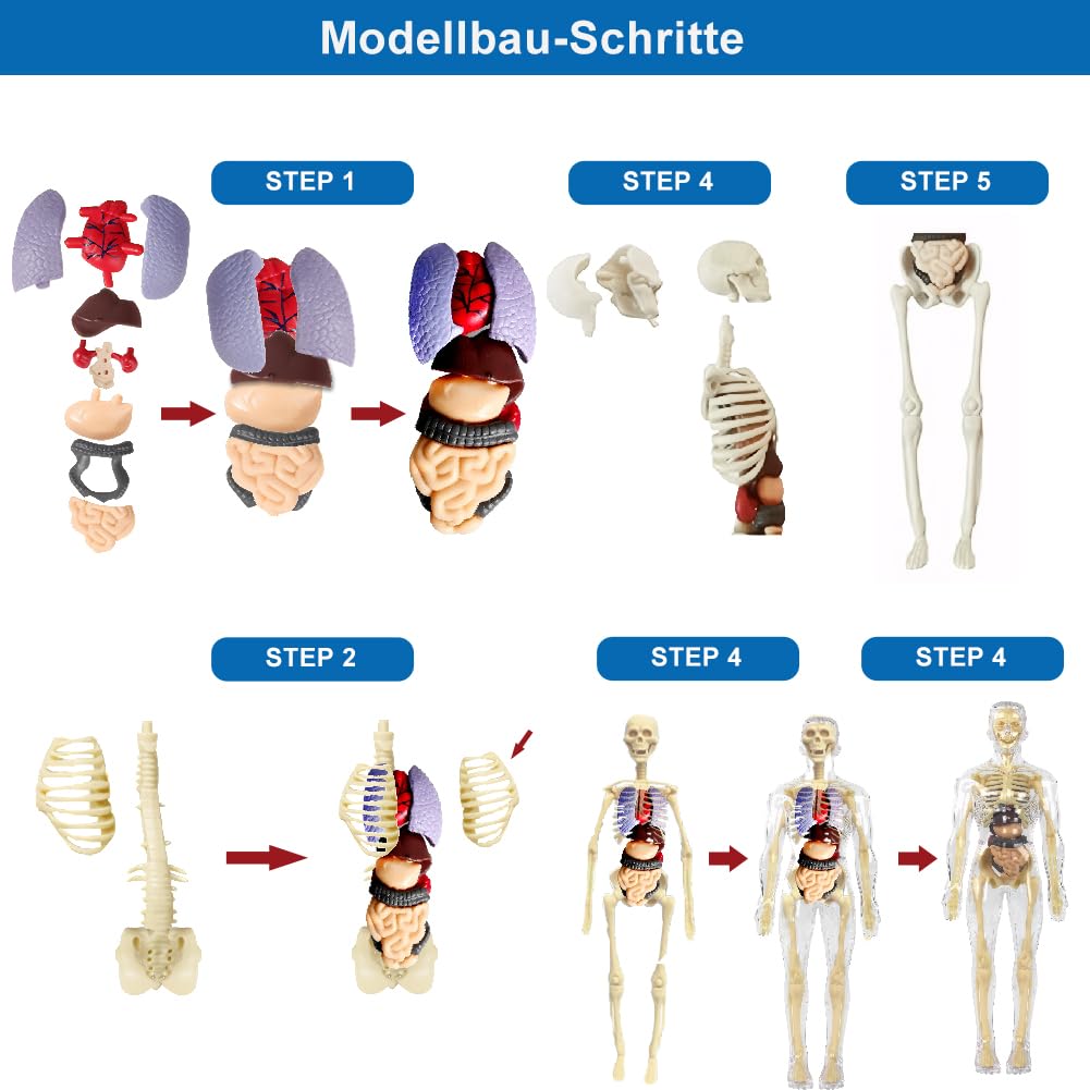 Modèle anatomique pour enfants, figurine anatomique, modèle de corps humain pour enfants, éducation préscolaire pour enfants, squelette humain avec muscles, modèle pour anatomie