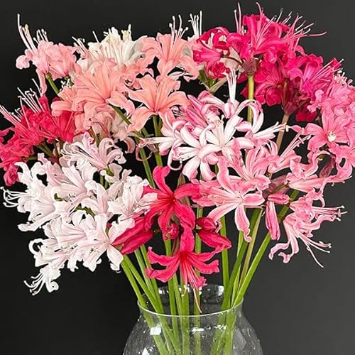 夏植え球根 リコリス銘品交配混合 3球 リコリスの球根 彼岸花/国華園 25年秋商品のサムネイル