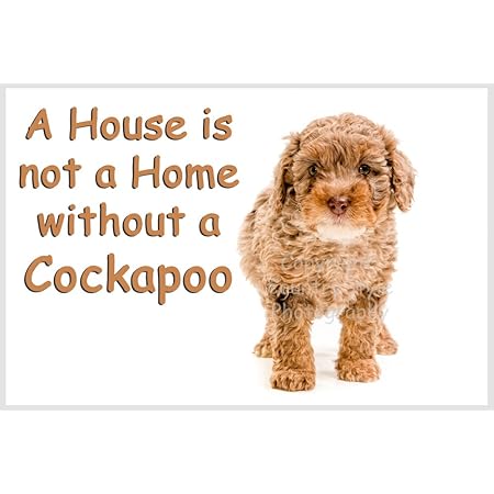 cockapoo gifts amazon