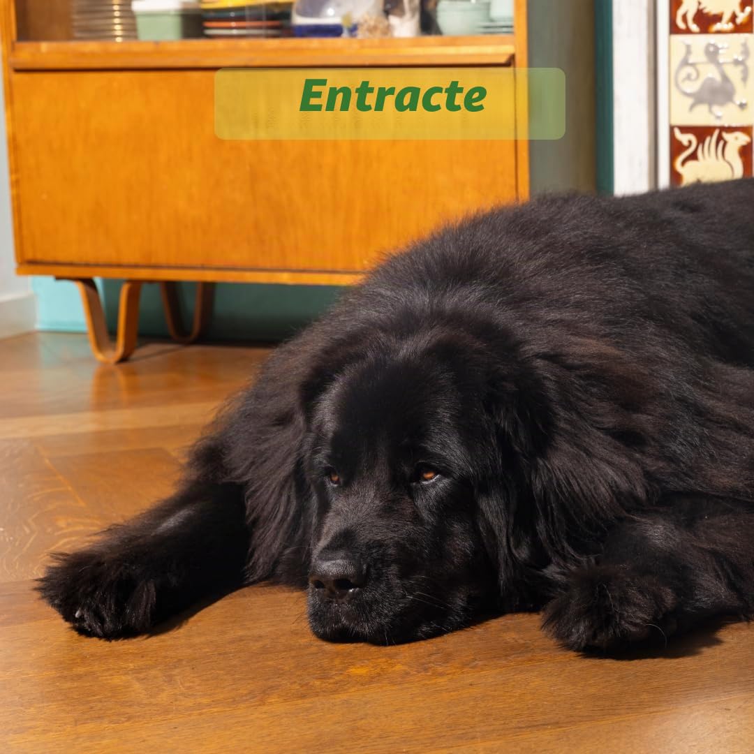 Edgard & Cooper Croquettes Chiens, Adultes, (Agneau Frais, 2,5kg), croquants Chien, Viande fraîche et ingrédients naturels, sans céréales, hypoallergénique, sans sucres ajoutés
