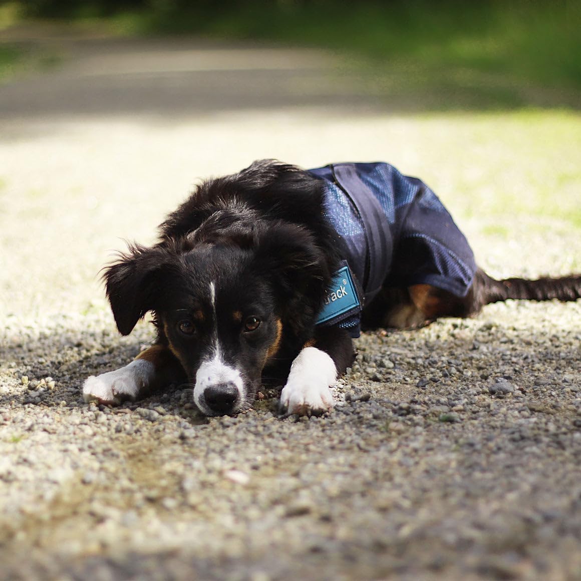 Back On Track Cool On Track - Cappottino Rinfrescante Per Cani, 80 Cm, Blu