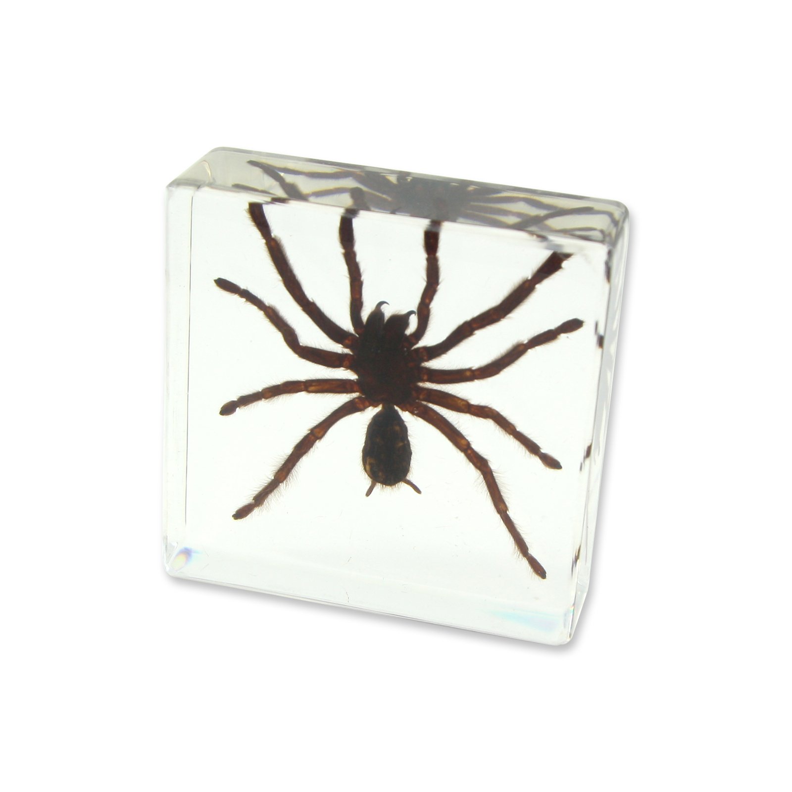 REALBUG Tarantular Paperweight (3 x 3 x 1 1/8")