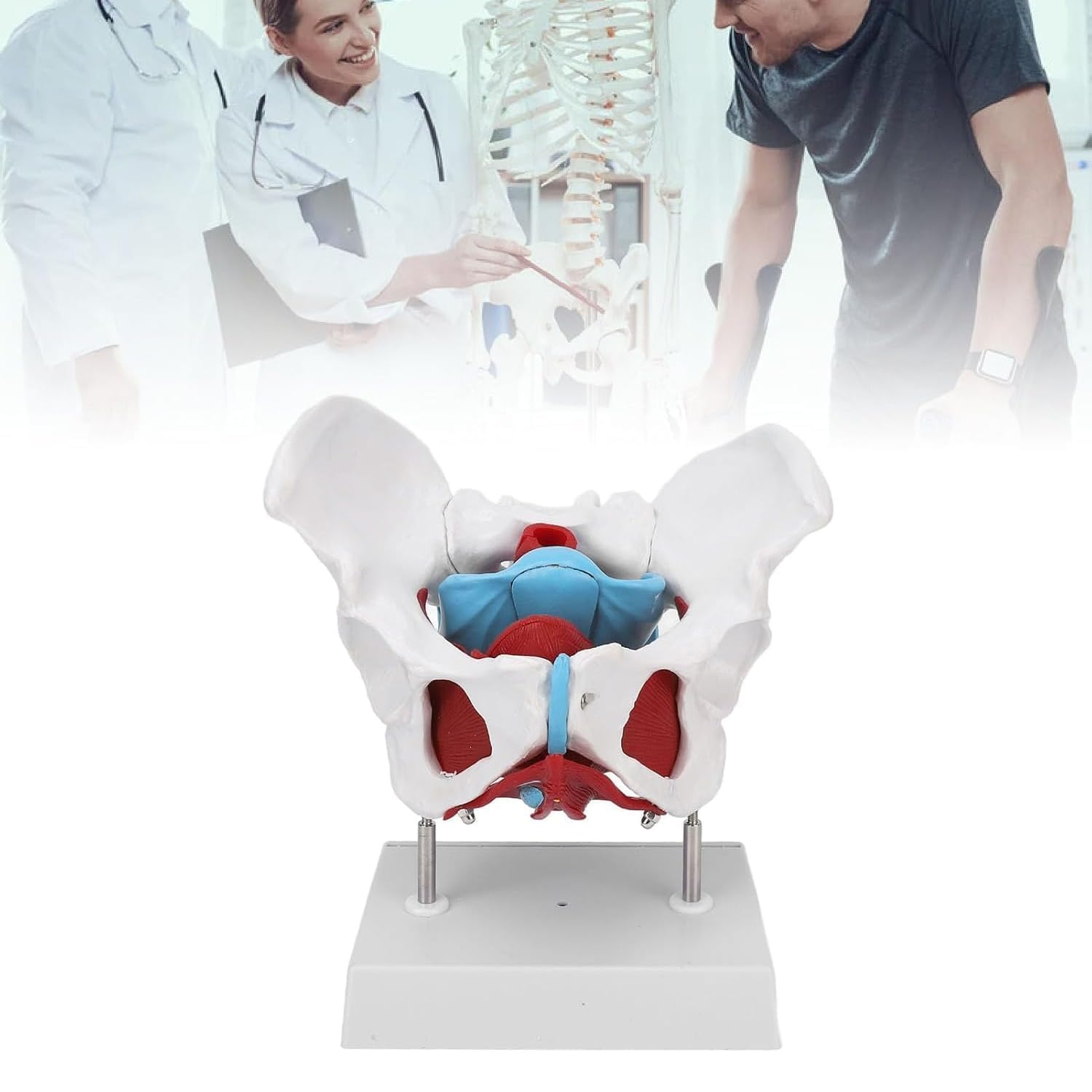 YNIYUJKL Pelvic Model With Detachable Floor Muscles - Clear Pvc Anatomy Model For Science Education & Medical Training