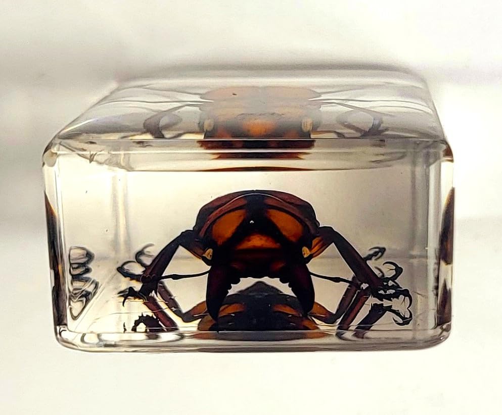 Image of 44mm Real Golden Black Stag Beetle in Crystal Clear Lucite Resin Specimen Preserved Insect Bugs Taxidermy Crafts Collection for Biology Science Education & Desk Ornament Display Supplies Paperweight