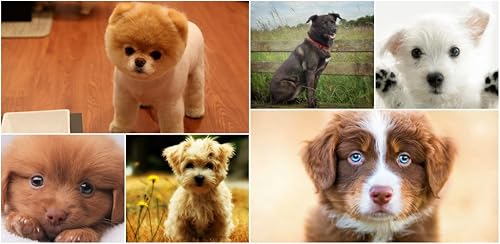 Dogs Wallpapers