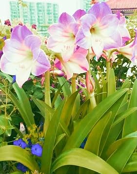 Amaryllis Bulbs for Planting Now UK/Strong Plants That Grow Fast/Golden Jade Carving Feels Wonderful -1 Bulbs-B