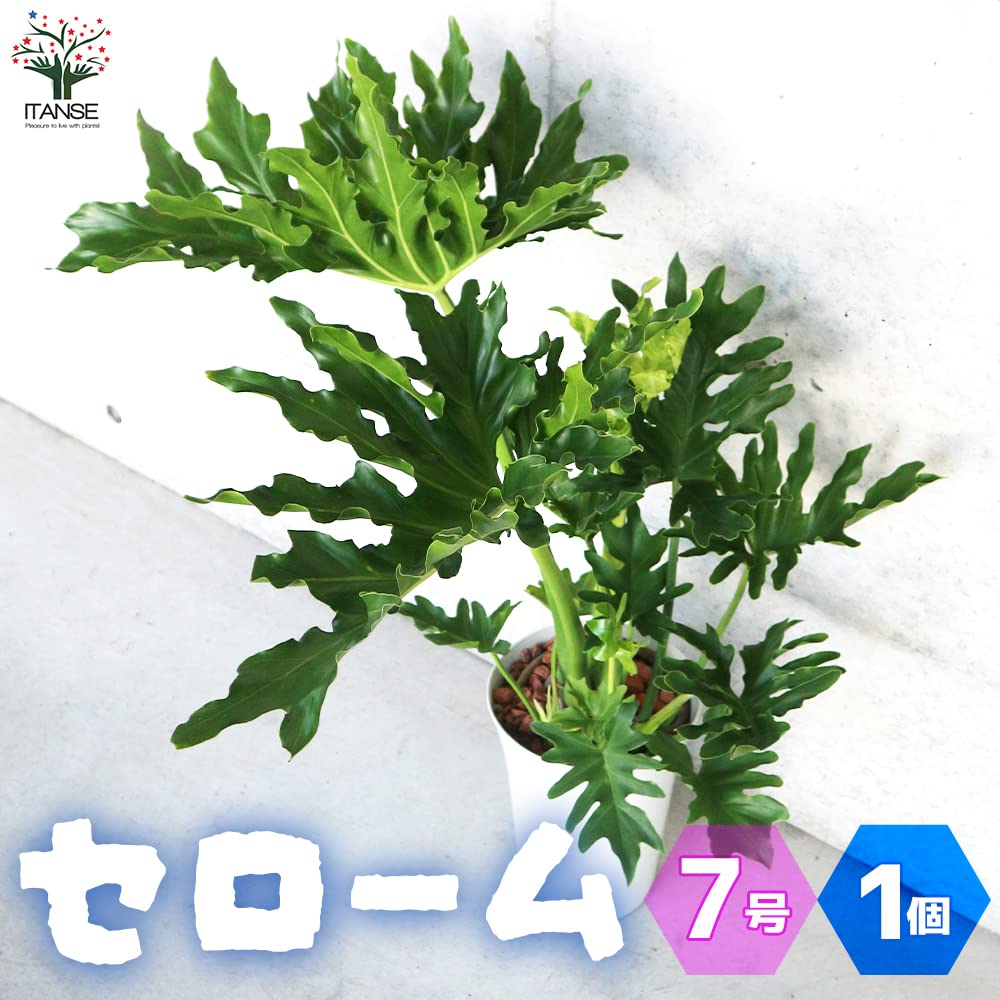 フィロデンドロン・セローム 中型 植物 フィロデンドロン・セローム 中型 植物 フィロデンドロン