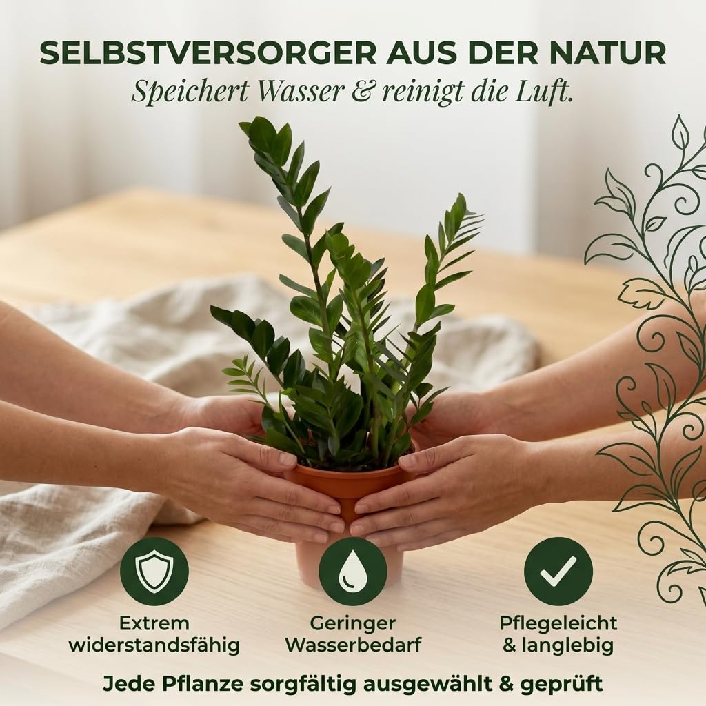 Glücksfeder + 3x Zinktopf | 3er-Set | Zamioculcas zamiifolia | ca. 40-50 cm | ø 12-15 cm Topf | Pflegeleichte Zimmerpflanzen für Wohnung und Büro | Qualität vom Pflanzen Profi