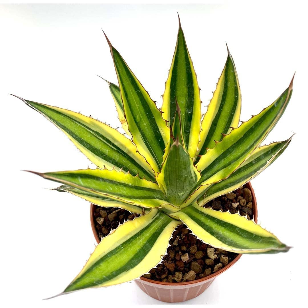 FOX & FERN Live Plants Indoor Air purifying plants plants for home, Office Decor, Garden (Pack Of 1 Healthy Plant) (AGAVE AMERICANA) (B0BNHSNF2H) Amazon Price History, Amazon Price Tracker