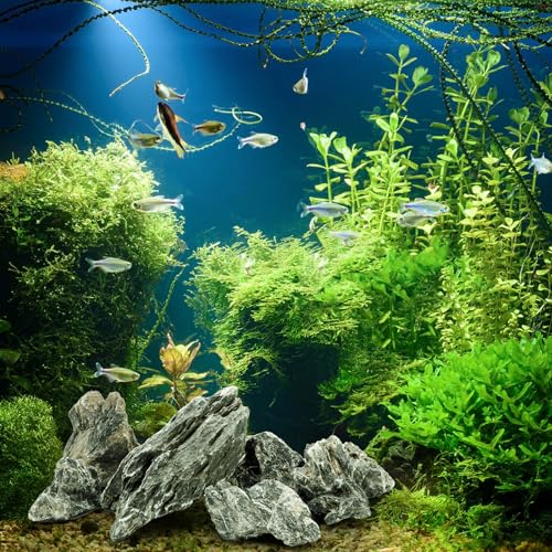Eorbow 12lb Seiryu Stone, Aquarium Rocks for Terrariums, Paludarium, Vivariums, Reptile, Amphibian Enclosures, Fish Tank Decor for Aquarium Landscaping Models by Eorbow - Image 7
