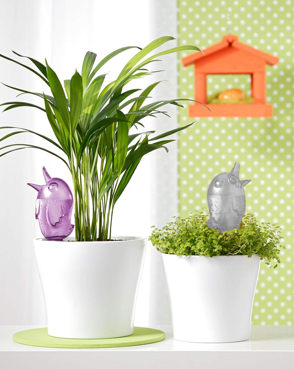 Scheurich 'Distributeur D'eau "bordy Couleur Violet, Violet