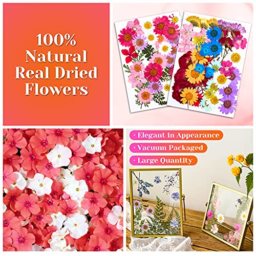 Flores secas prensadas naturales para artesanía y resina miniatura 4