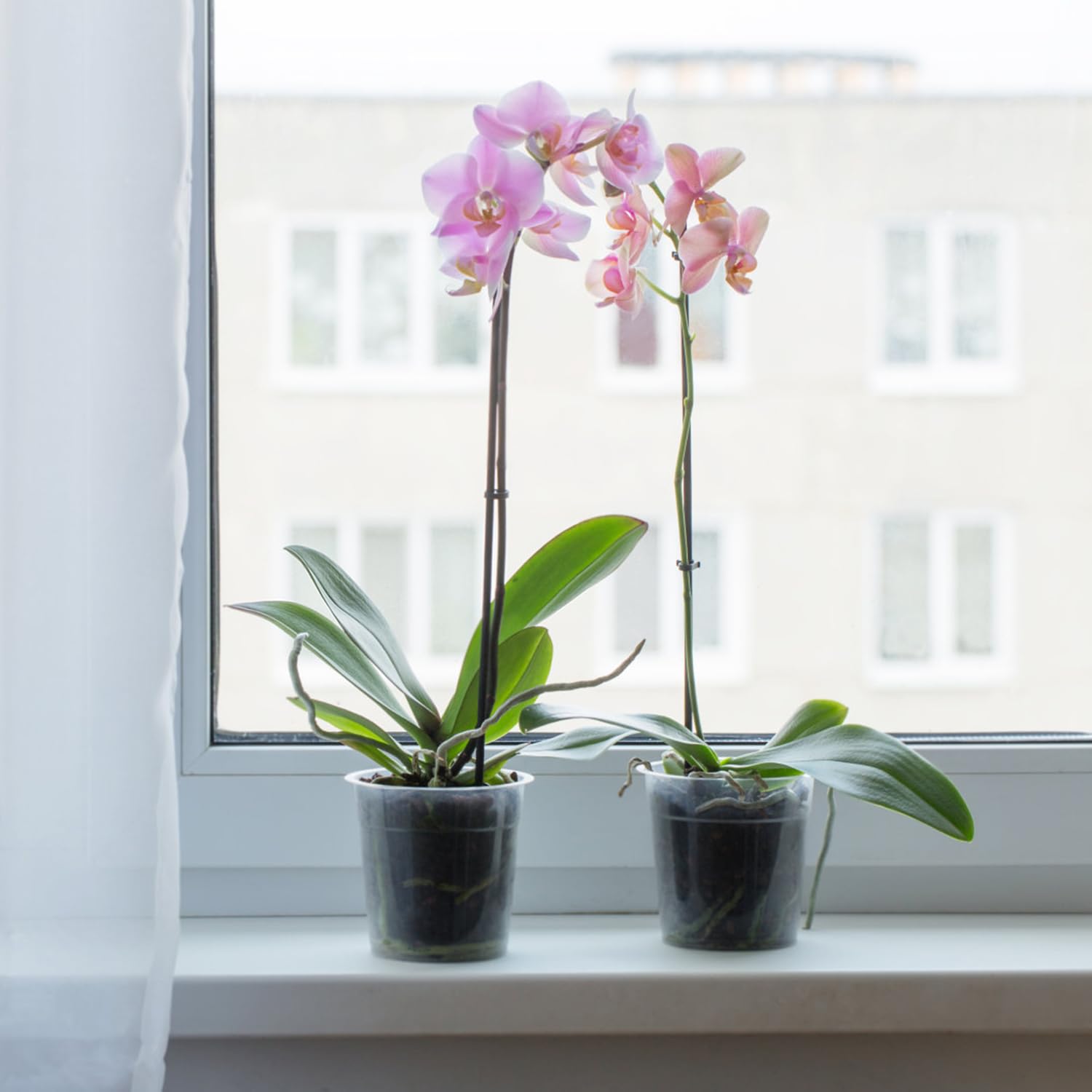 Set di 10 vasi trasparenti per orchidee con fori di drenaggio, diametro