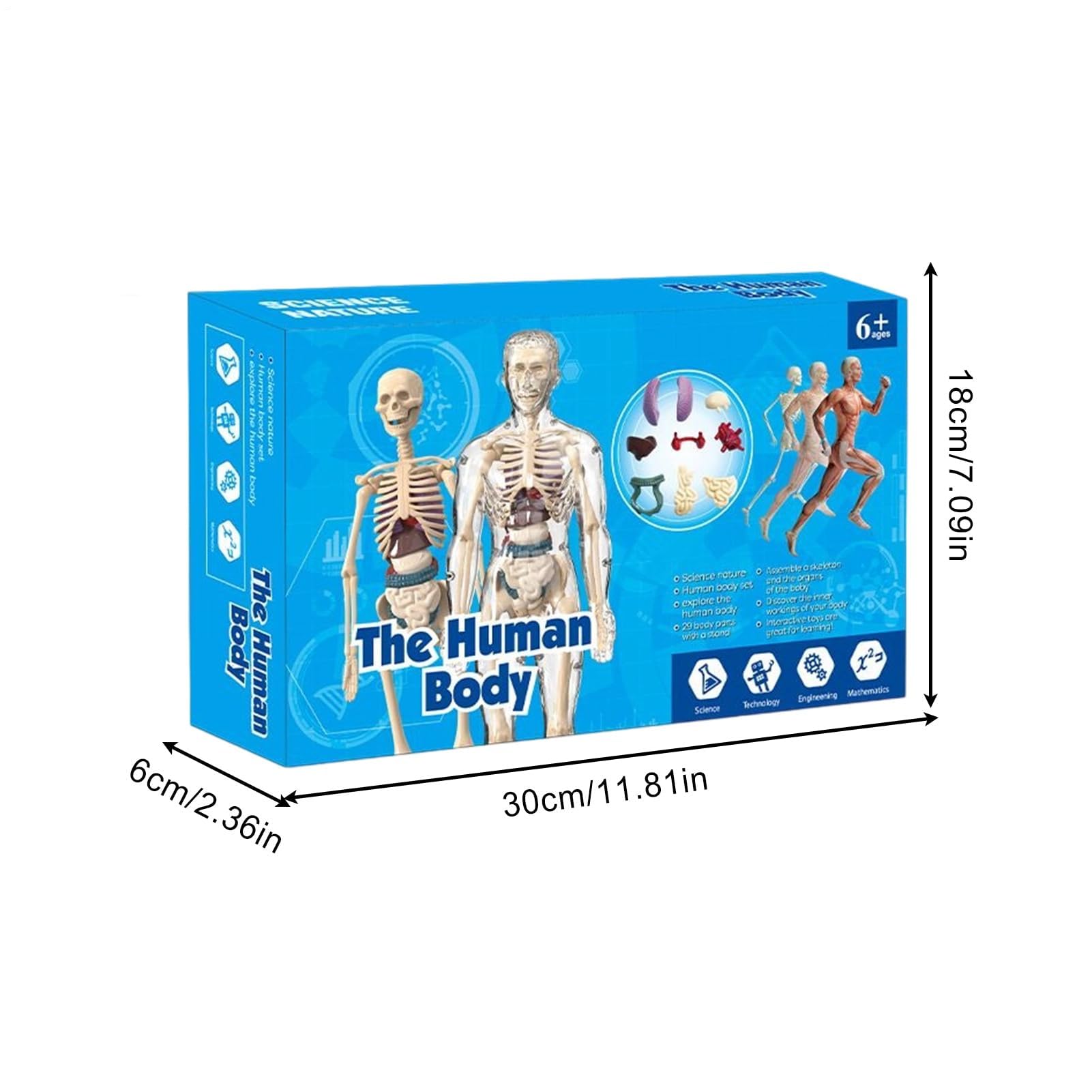 Zabawki anatomiczne dla - Naukowy model ludzkiego ciała, interaktywna figurka szkieletu do nauki w domu