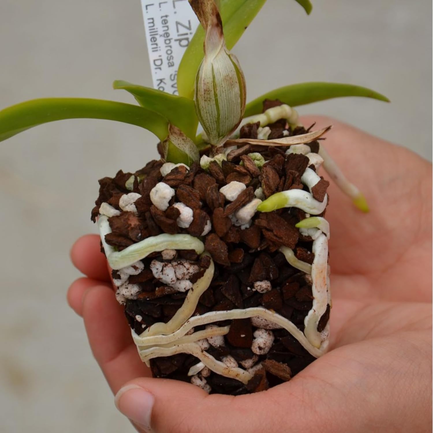 Orchid Bark & Soil Potting Mix Organic Pine Bark & Perlite for Plants Optimal Drainage, Aeration & Root Development for Phalaenopsis, Cattleyas, Dendrobiums & More (2ltr) - Image 2
