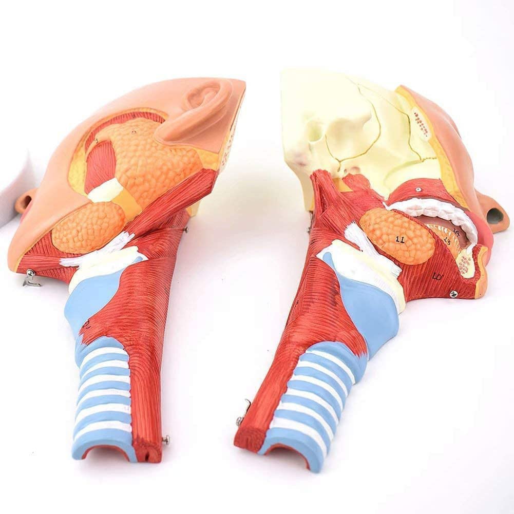 Model ludzki Testa Faringeal Muscle Anatomia, Anatomiczny model jamy nosowej, gardła, ust, nosa, Anatomiczny model mięśnia języka Medyczne organy Materiały dydaktyczne