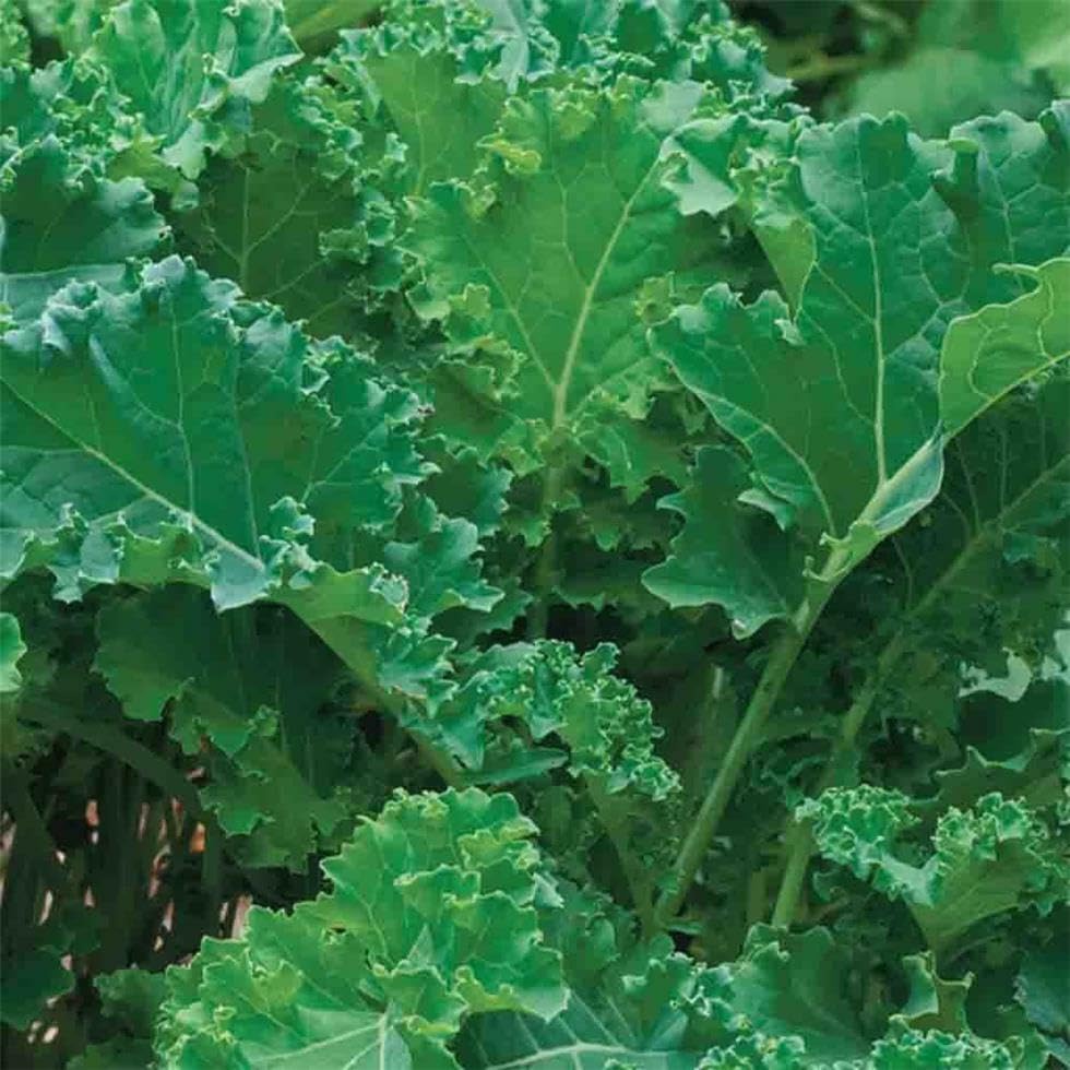 Buy4seeds 1200 Seeds Kale Borecole Siberian Useful for Garden and Outdoor