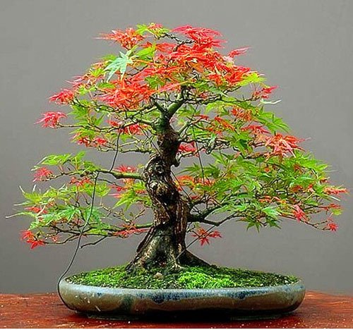 50 Samen / bag Hausgarten Pflanze Fichte Samen Chinese Baum Bonsai Samen,  grne Baumsamen DIY Hausgarten : Amazon.de: Garten