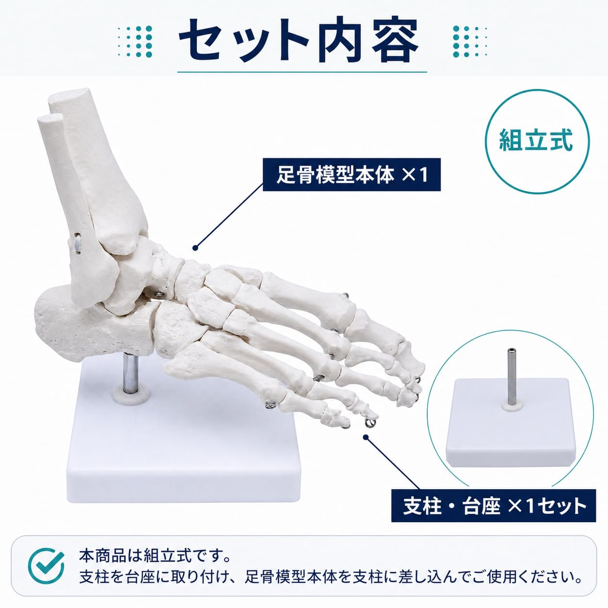 Amazon | モノライフ 足骨モデル 足骨模型 足関節模型 足首 右足 標本