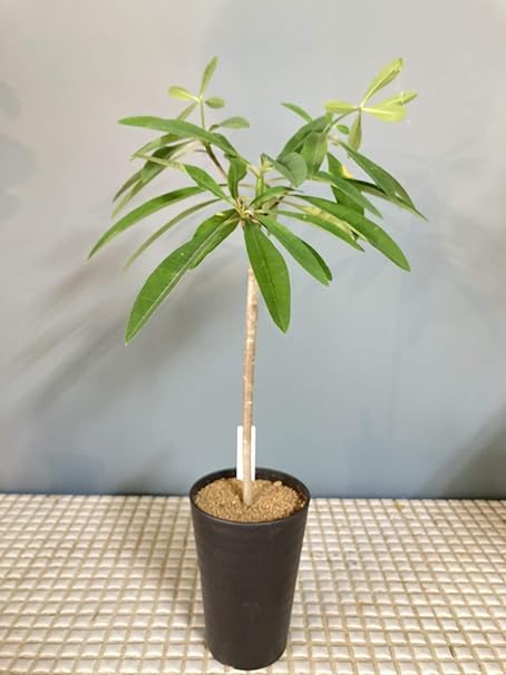 Amazon 花工房エルソル 多肉植物 ユーフォルビア ボンゴラベンシス 観葉植物 オンライン通販